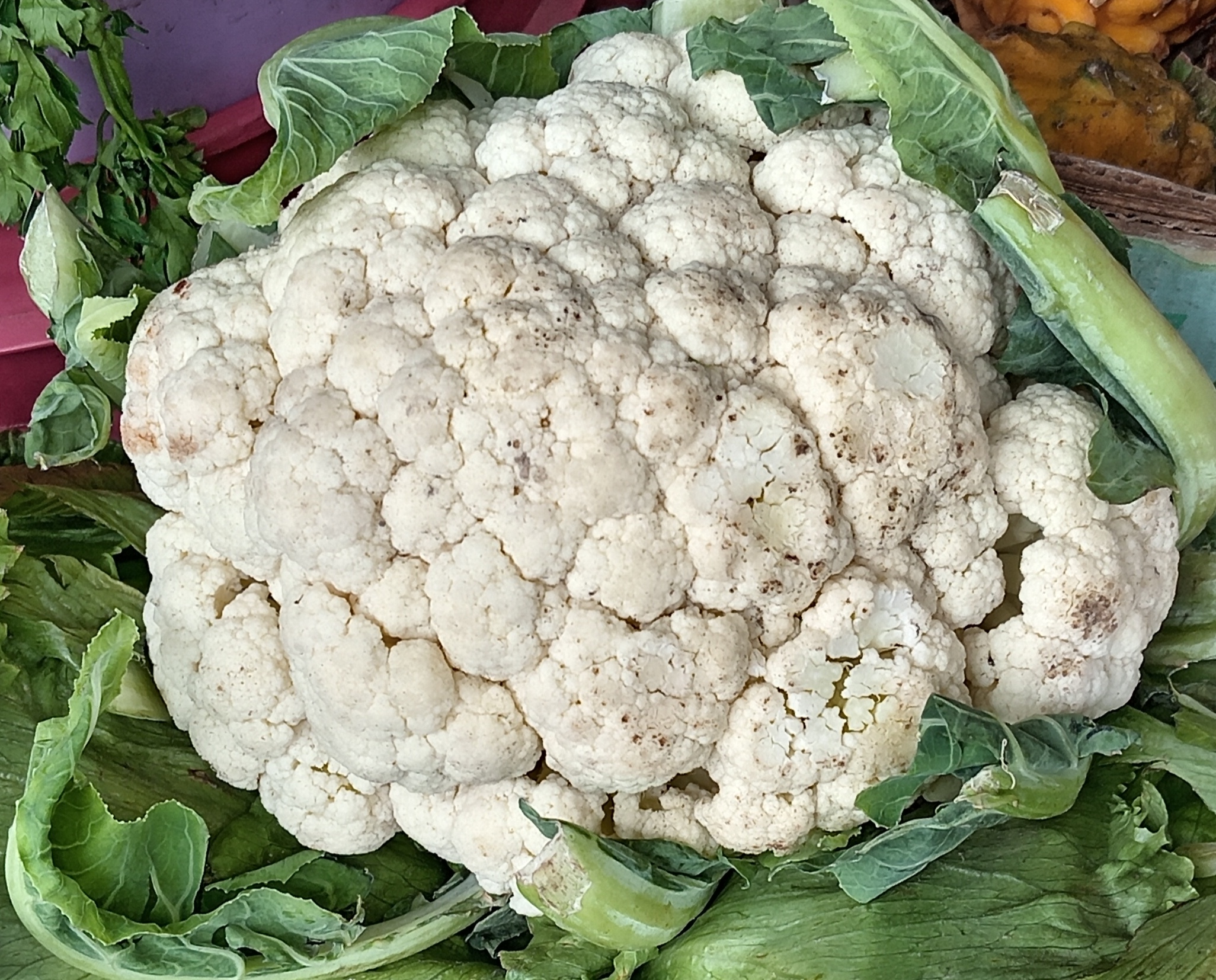 Coliflor