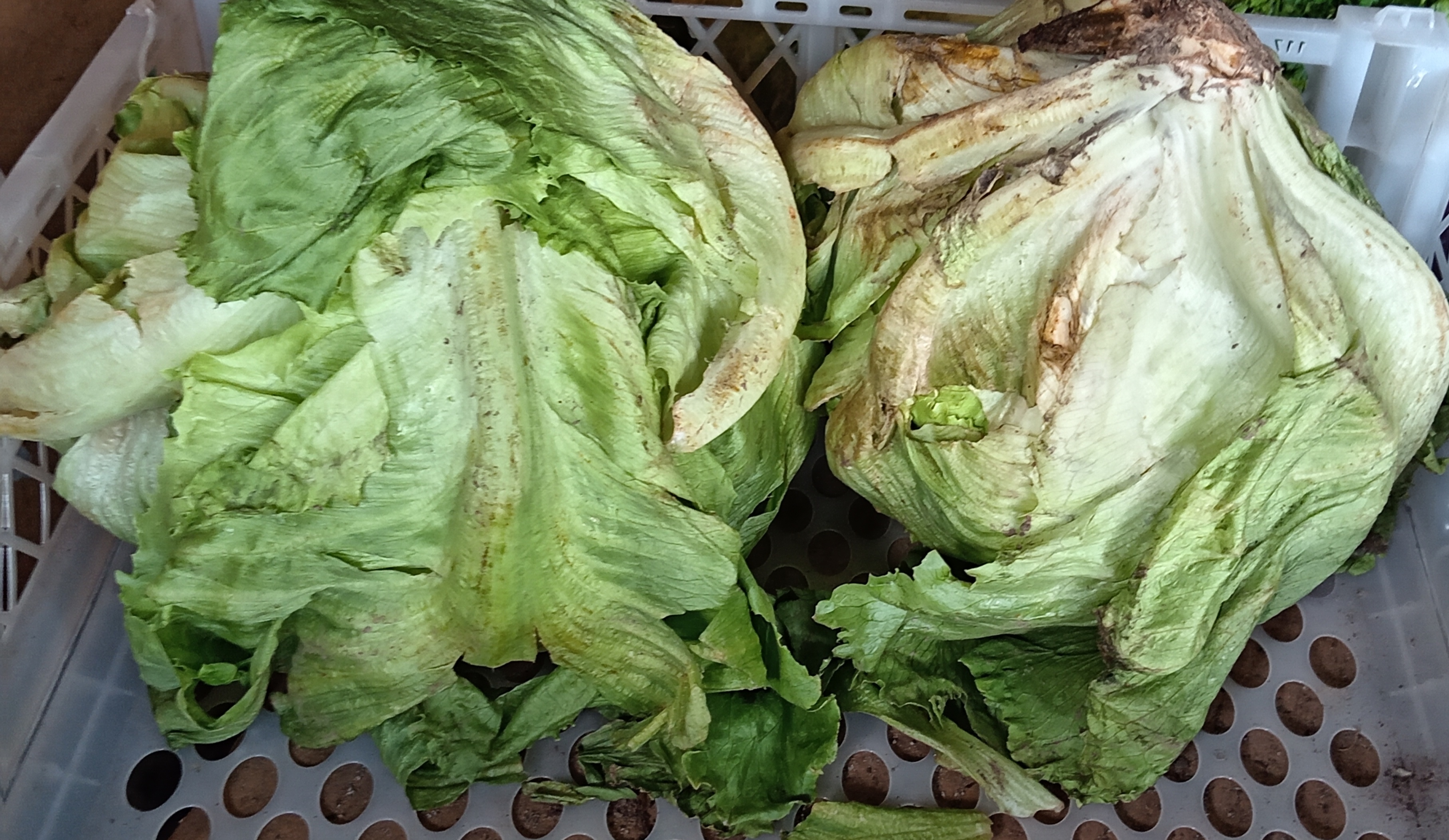 Lechuga