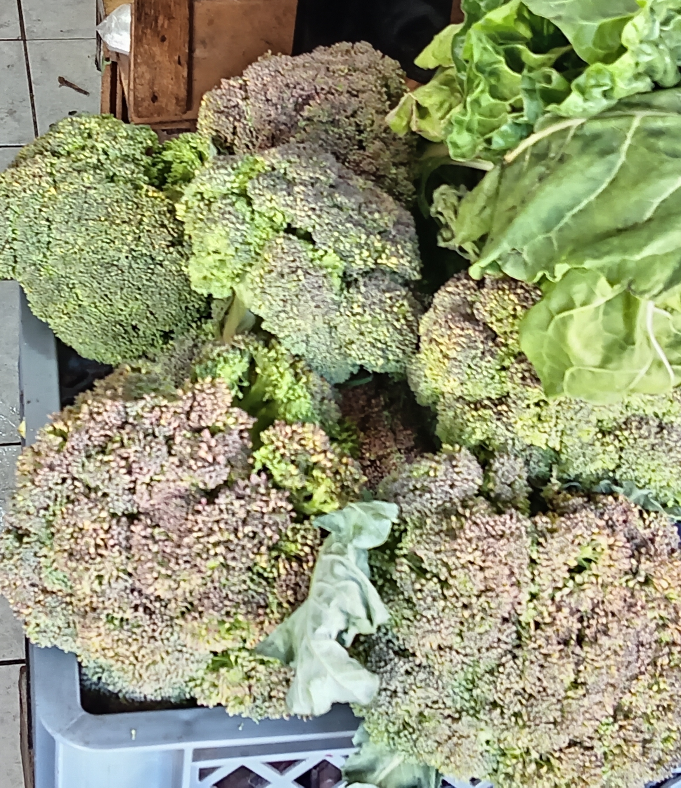 Brócoli