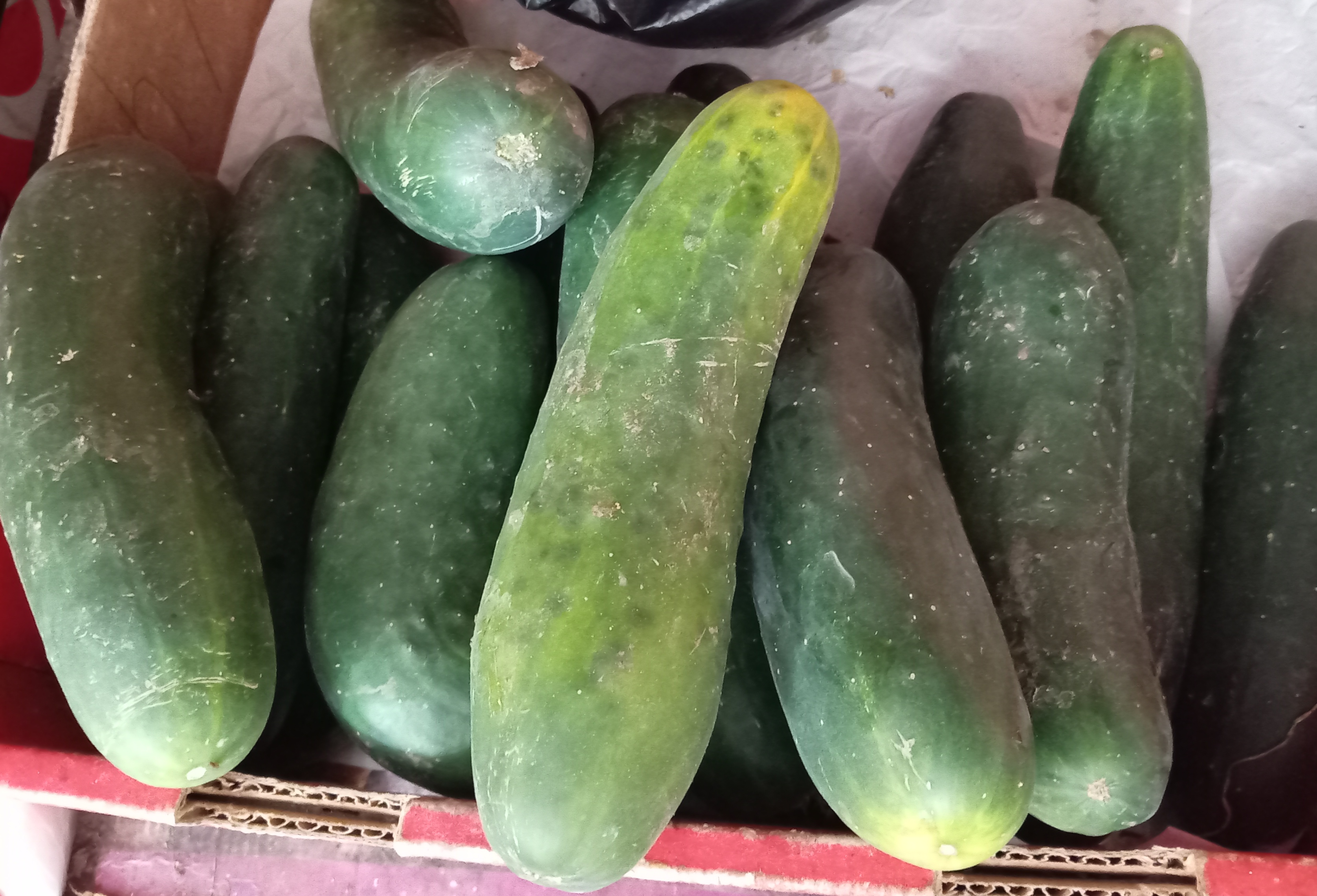 Pepinillo