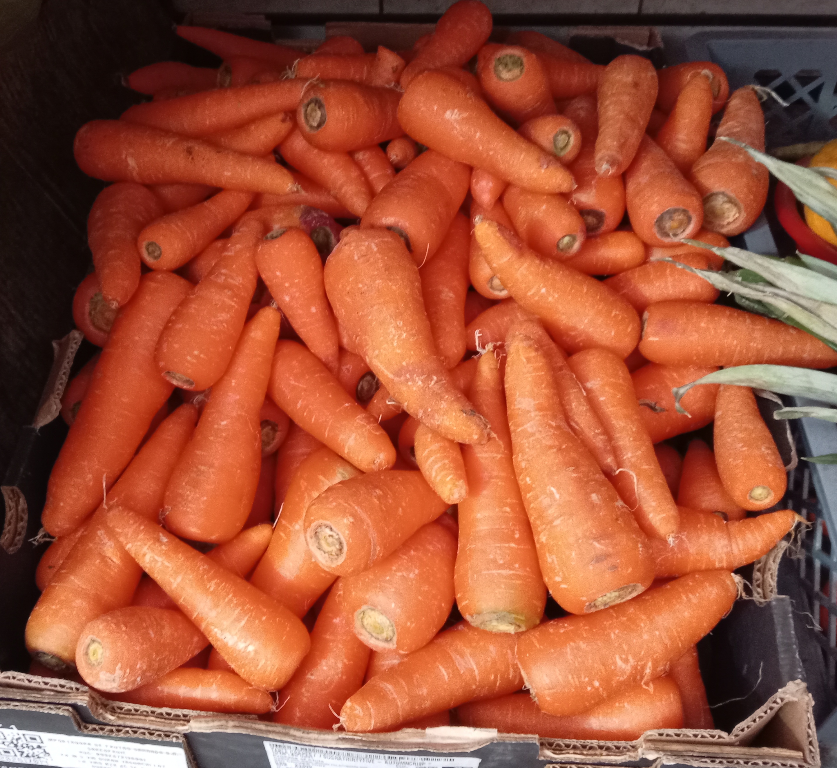 Zanahorias
