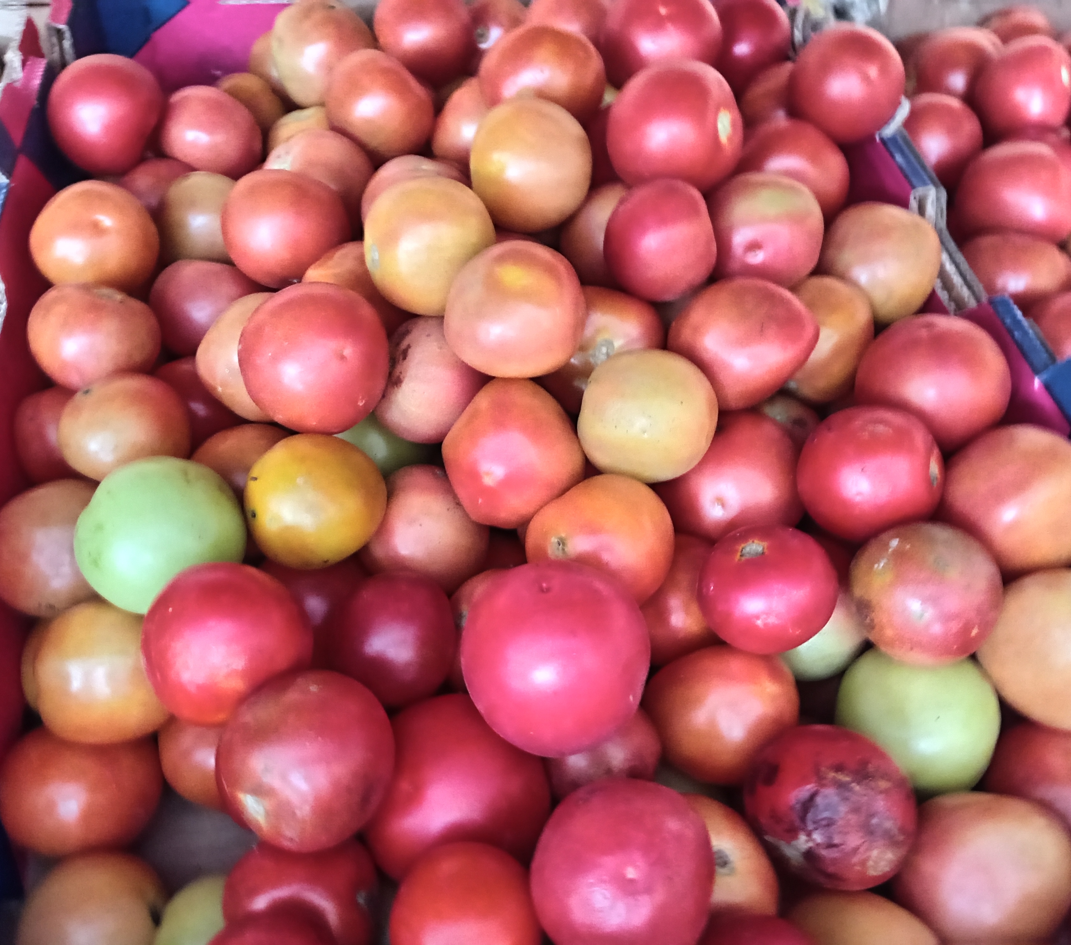 Tomate