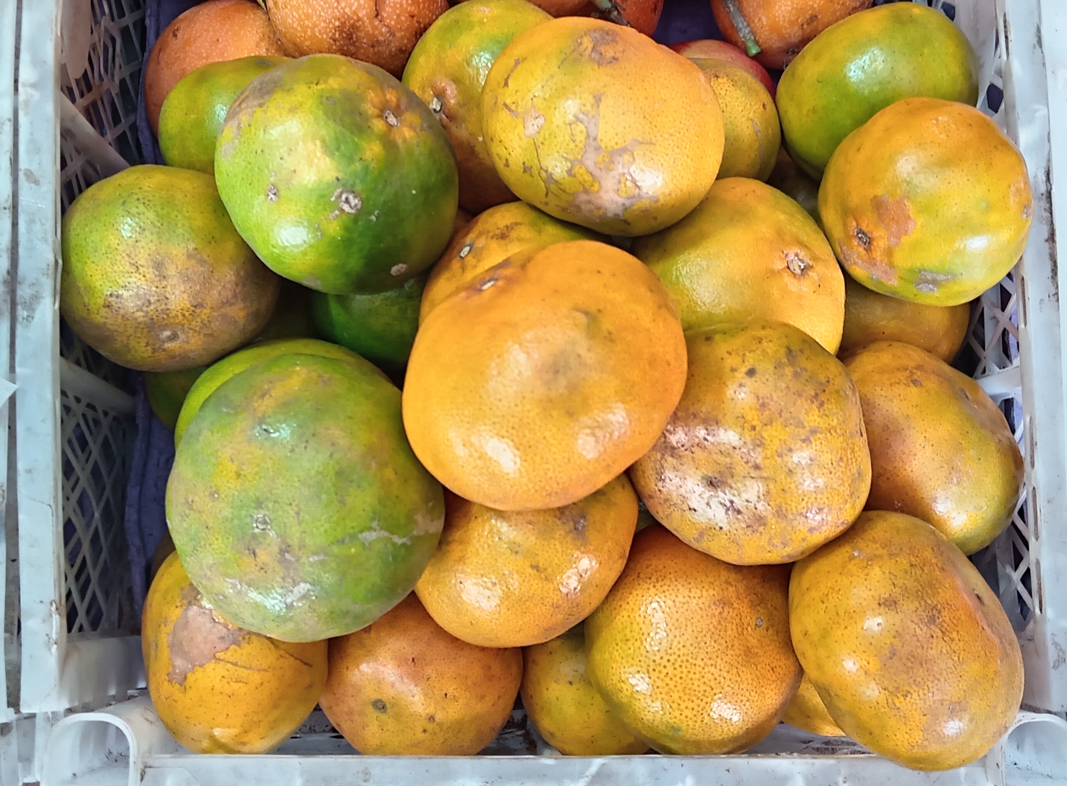 Mandarina