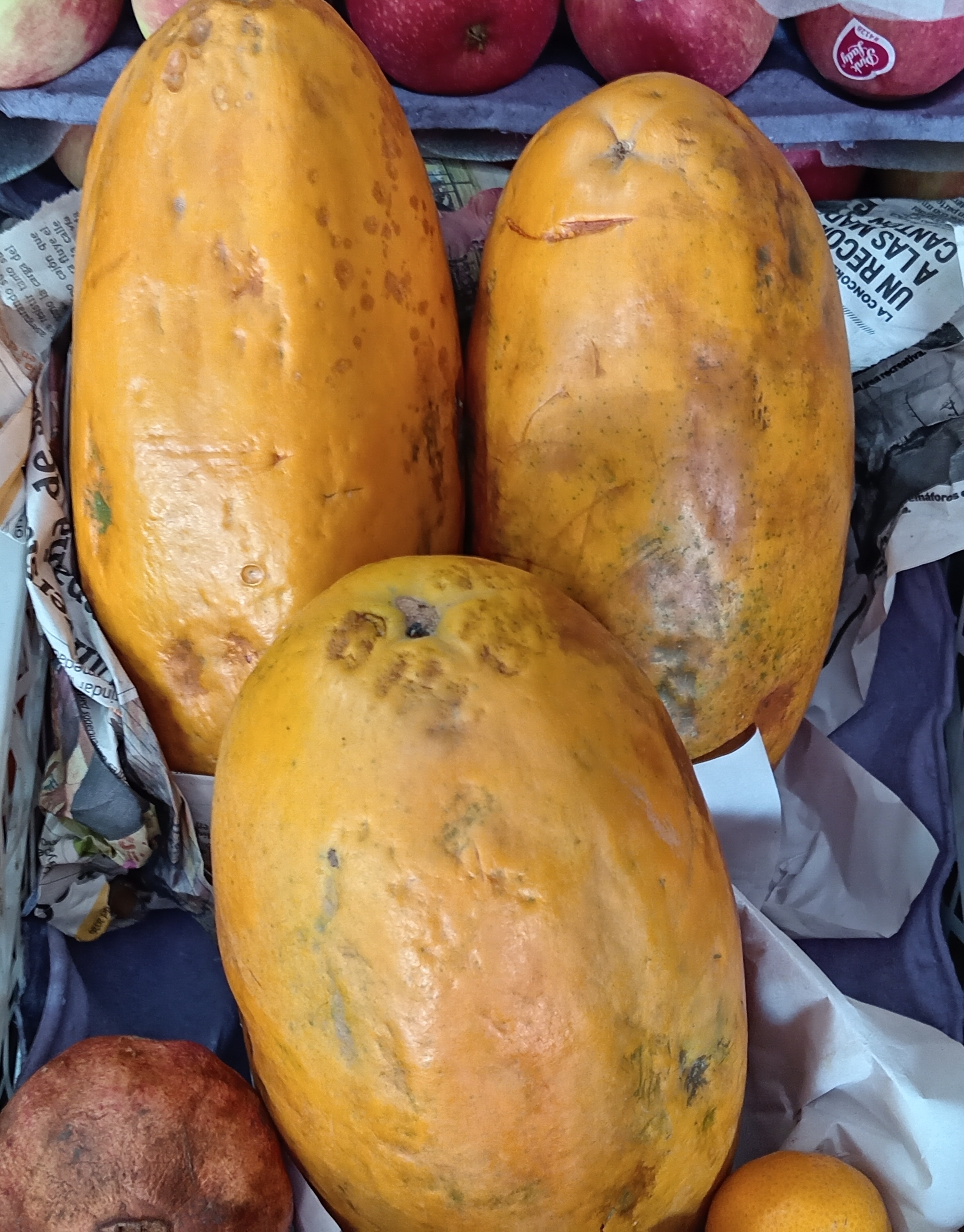 Papaya