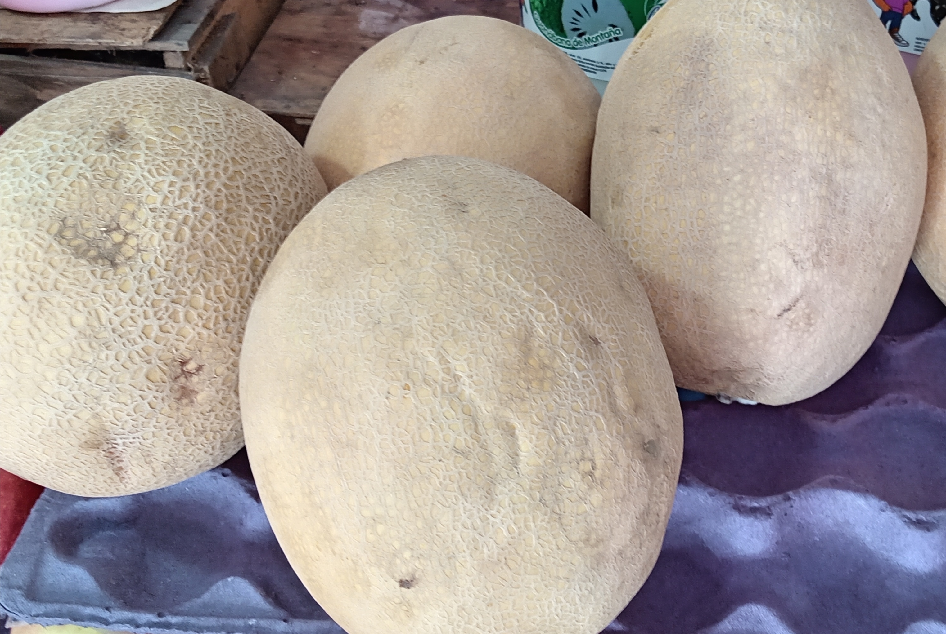 Melon