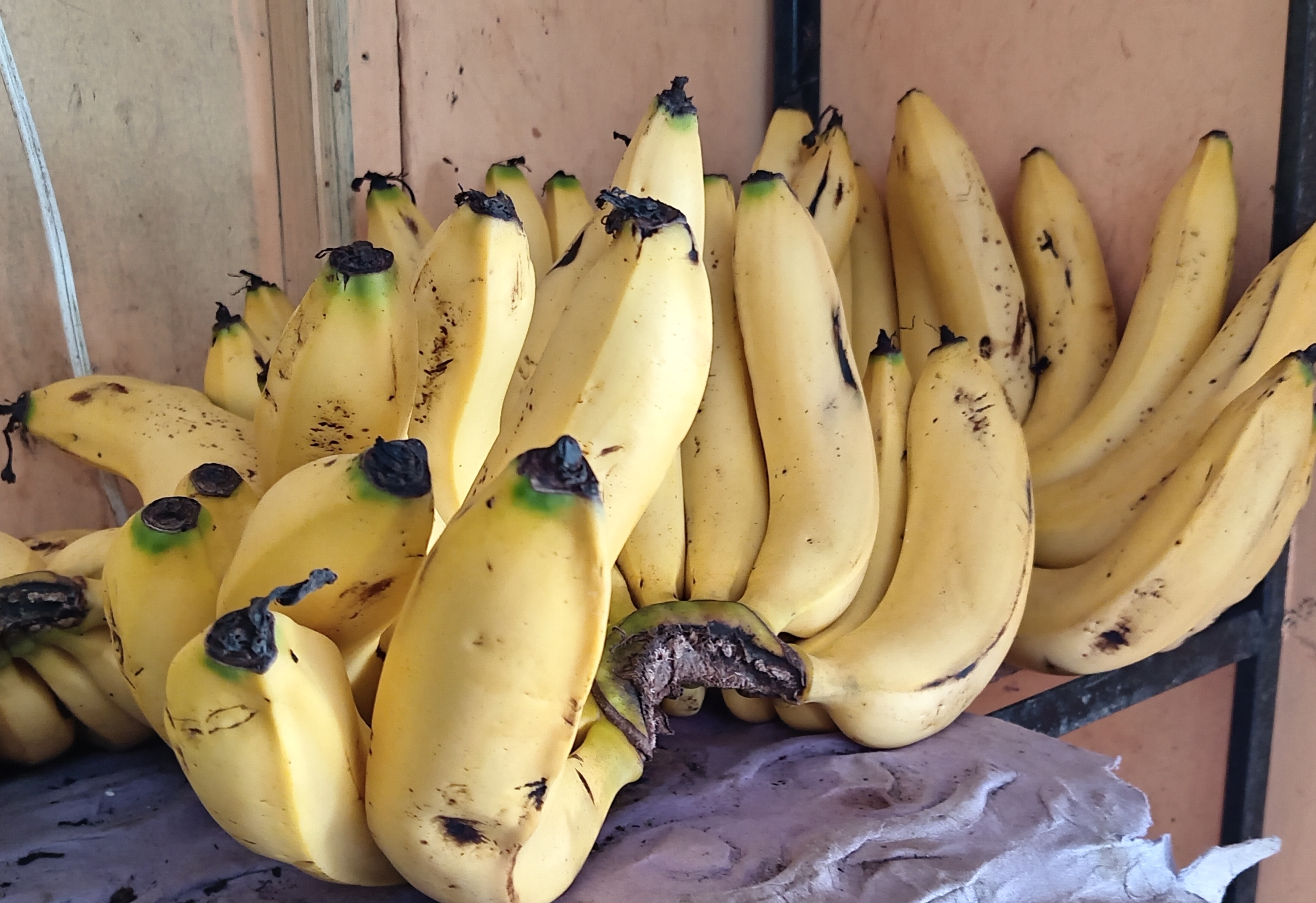 Platano