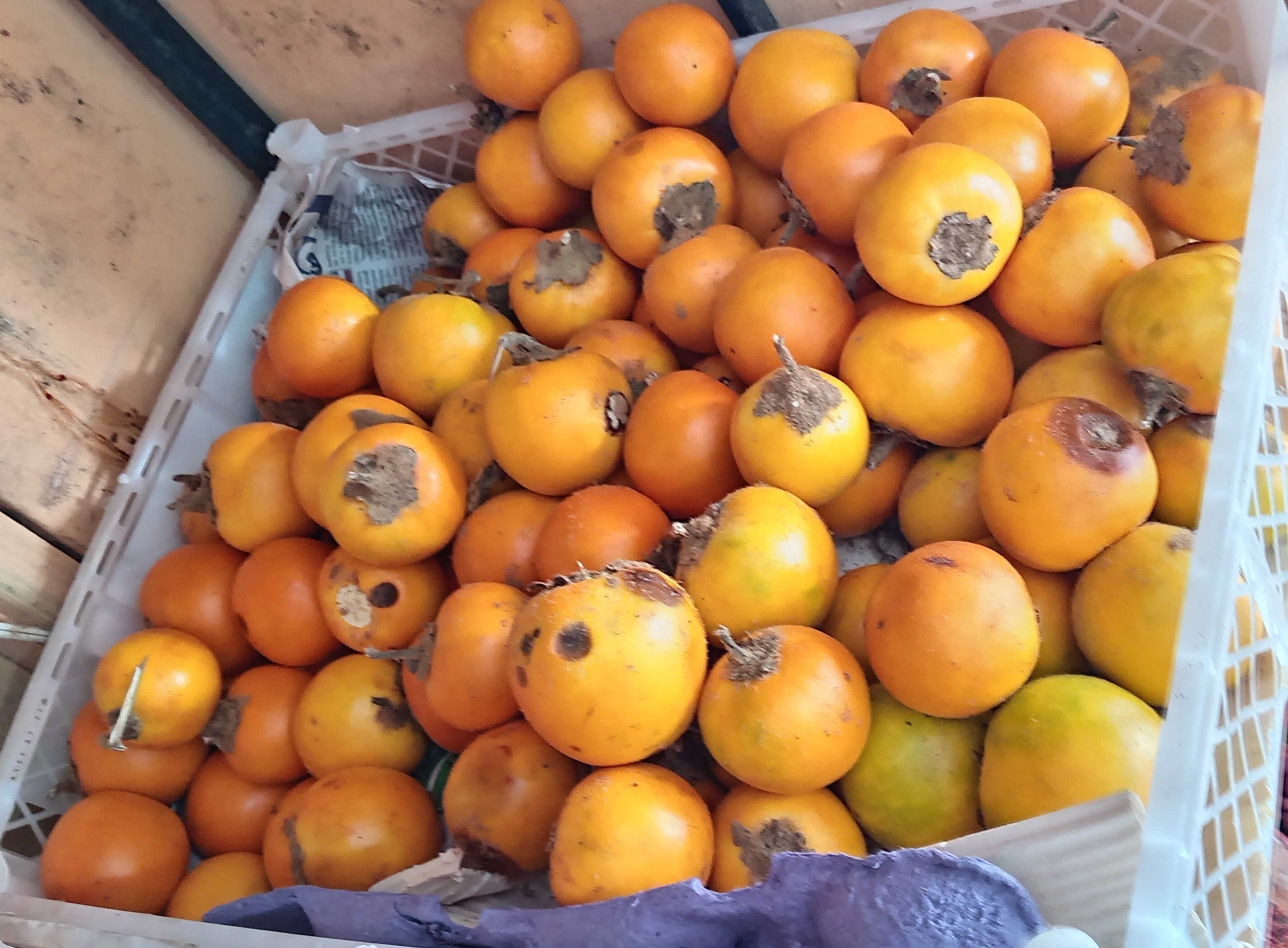 Naranjilla