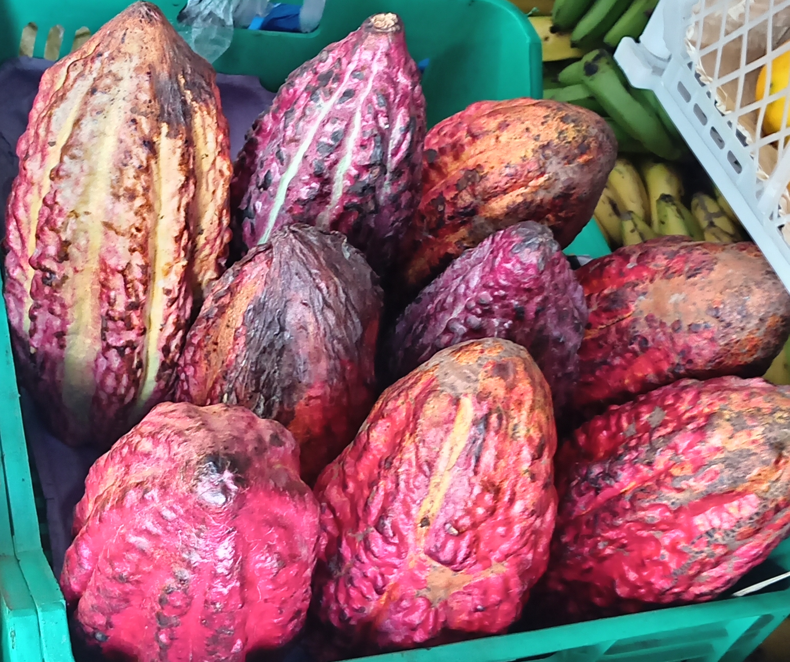 Cacao